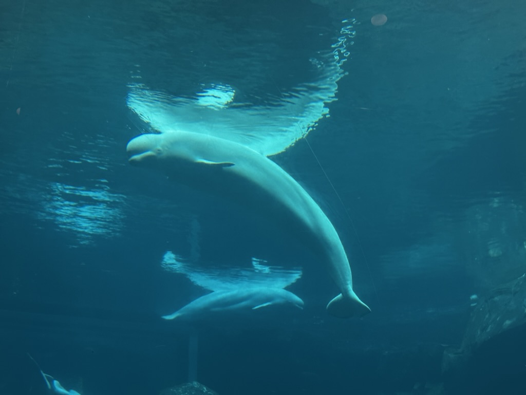 Read more about the article The Georgia Aquarium